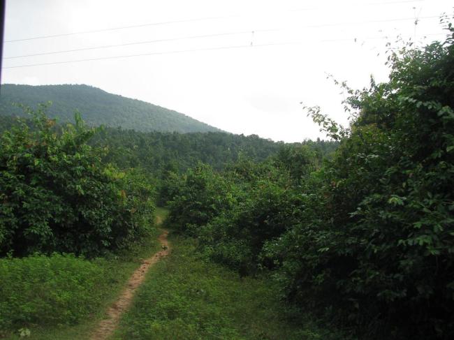 Jungle path take you to Chinnamasta Mandir